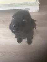 Black males, a male Labrador Retriever for sale in Albemarle, NC – Photo 3 of 10