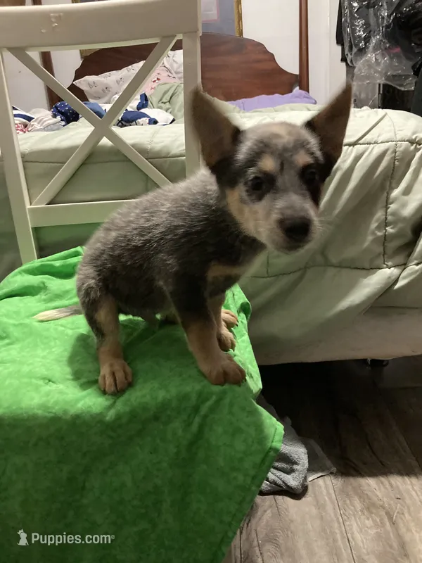 Australian Cattle Dog puppy – Australian Cattle Dog puppy for sale in Albemarle, NC