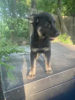 German Shepherd girl, a female German Shepherd Dog for sale in Albemarle, NC – 3 of 5
