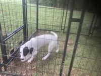 Jack Russell girl , a female Jack Russell Terrier for sale in Albemarle, NC – 3 of 5