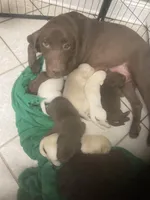 Crystal puppies, a female Labrador Retriever for sale in Albemarle, NC – Photo 5 of 9