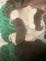 Crystal puppies, a female Labrador Retriever for sale in Albemarle, NC – Photo 7 of 9