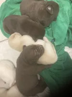 Crystal puppies, a female Labrador Retriever for sale in Albemarle, NC – Photo 3 of 9