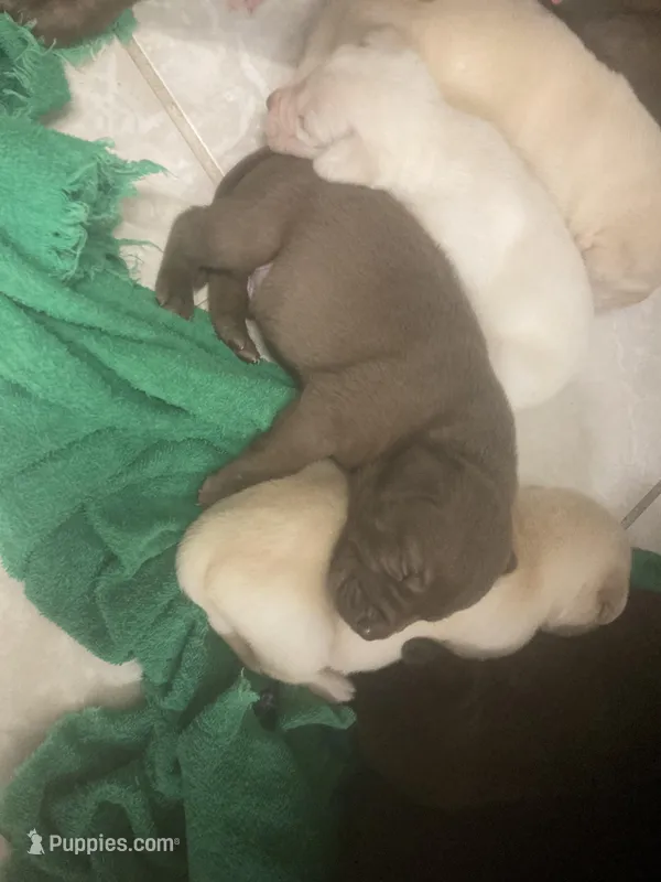 Crystal puppies, a female Labrador Retriever for sale in Albemarle, NC – Photo 1 of 9