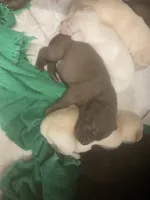 Crystal puppies, a female Labrador Retriever for sale in Albemarle, NC – Photo 1 of 9