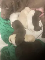 Crystal puppies, a female Labrador Retriever for sale in Albemarle, NC – Photo 2 of 9