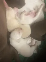 Crystal puppies, a female Labrador Retriever for sale in Albemarle, NC – Photo 6 of 9