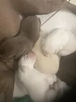 Crystal puppies, a female Labrador Retriever for sale in Albemarle, NC – Photo 4 of 9