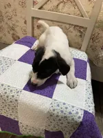 Jack Russell girl #2, a female Jack Russell Terrier for sale in Albemarle, NC – Photo 2 of 8