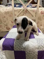 Jack Russell girl #2, a female Jack Russell Terrier for sale in Albemarle, NC – Photo 6 of 8