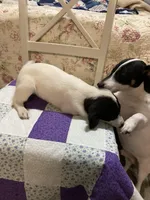 Jack Russell girl #2, a female Jack Russell Terrier for sale in Albemarle, NC – Photo 3 of 8