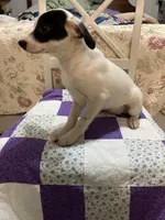 Jack Russell girl #2, a female Jack Russell Terrier for sale in Albemarle, NC – Photo 7 of 8