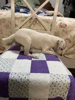 Jack Russell girl #2, a female Jack Russell Terrier for sale in Albemarle, NC – Photo 8 of 8