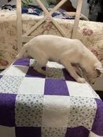 Jack Russell girl #2, a female Jack Russell Terrier for sale in Albemarle, NC – Photo 5 of 8