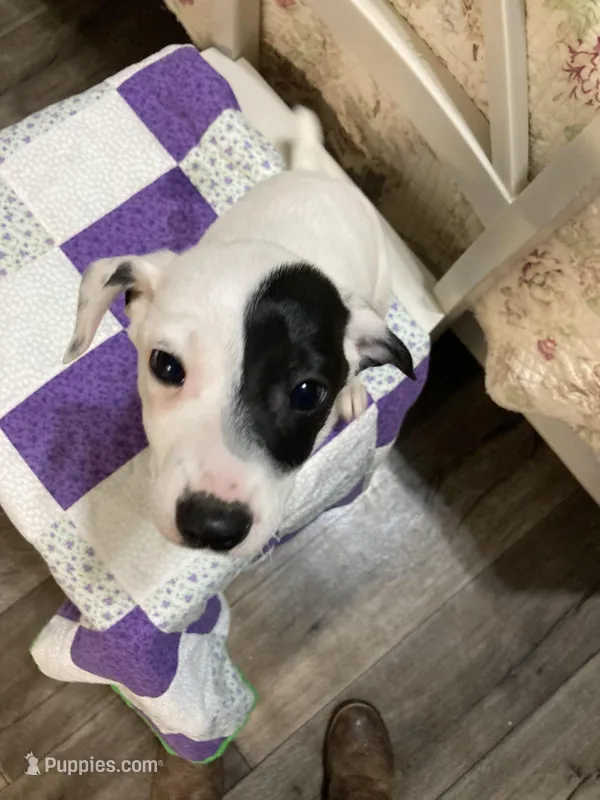 Jack Russell girl #2 – Jack Russell Terrier puppy for sale in Albemarle, NC