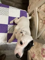 Jack Russell girl #2, a female Jack Russell Terrier for sale in Albemarle, NC – Photo 4 of 8