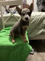 Australian Cattle Dog puppy, a male Australian Cattle Dog for sale in Albemarle, NC – 2 of 2