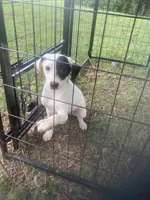Jack Russell girl , a female Jack Russell Terrier for sale in Albemarle, NC – 2 of 5