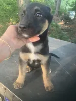 German Shepherd boy, a male German Shepherd Dog for sale in Albemarle, NC – 1 of 5