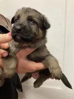 Trump boy #2, a male German Shepherd Dog for sale in Albemarle, NC – Photo 3 of 4