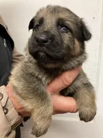 Trump boy #2, a male German Shepherd Dog for sale in Albemarle, NC – Photo 4 of 4