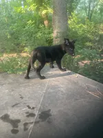 German Shepherd boy, a male German Shepherd Dog for sale in Albemarle, NC – 5 of 5
