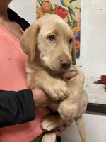 Remi yellow boy, a male Labrador Retriever for sale in Albemarle, NC – Photo 2 of 4