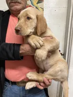 Remi yellow boy, a male Labrador Retriever for sale in Albemarle, NC – Photo 4 of 4