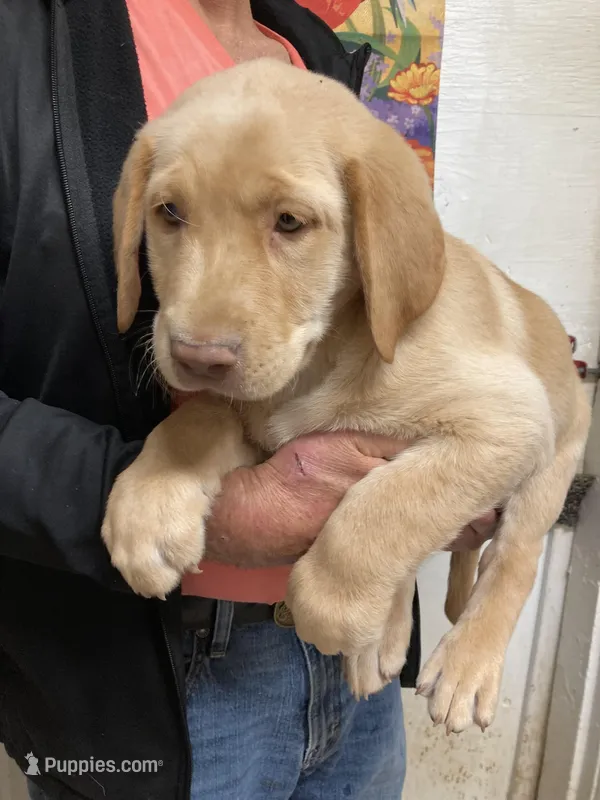 Remi yellow boy, a male Labrador Retriever for sale in Albemarle, NC – Photo 1 of 4