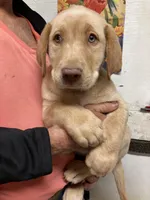 Remi yellow boy, a male Labrador Retriever for sale in Albemarle, NC – Photo 3 of 4