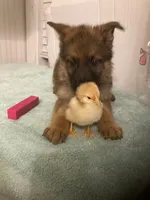 Trumps puppies, a female German Shepherd Dog for sale in Albemarle, NC – Photo 1 of 3