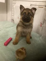 Trumps puppies, a female German Shepherd Dog for sale in Albemarle, NC – Photo 2 of 3