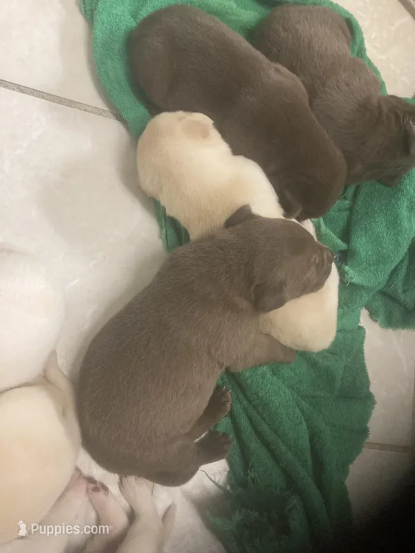 Crystal pups, a male Labrador Retriever for sale in Albemarle, NC – Photo 1 of 7