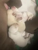 Crystal pups, a male Labrador Retriever for sale in Albemarle, NC – Photo 4 of 7