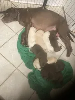 Crystal pups, a male Labrador Retriever for sale in Albemarle, NC – Photo 3 of 7