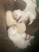 Crystal pups, a male Labrador Retriever for sale in Albemarle, NC – Photo 2 of 7