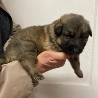 Trump boy #1, a male German Shepherd Dog for sale in Albemarle, NC – Photo 2 of 2