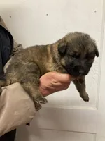 Trump boy #1, a male German Shepherd Dog for sale in Albemarle, NC – Photo 2 of 2