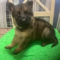 Trump boy #1, a male German Shepherd Dog for sale in Albemarle, NC – Photo 1 of 2