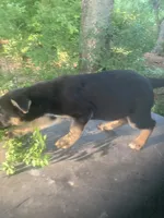German Shepherd boy, a male German Shepherd Dog for sale in Albemarle, NC – 5 of 5