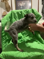 Australian Shepherd boy, a male Australian Cattle Dog for sale in Albemarle, NC – 5 of 9