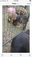 Nervana puppies, a male Bloodhound for sale in Albemarle, NC – Photo 5 of 8