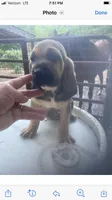 Nervana puppies, a male Bloodhound for sale in Albemarle, NC – Photo 8 of 8