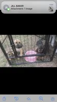 Nervana puppies, a male Bloodhound for sale in Albemarle, NC – Photo 2 of 8