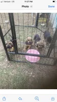 Nervana puppies, a male Bloodhound for sale in Albemarle, NC – Photo 1 of 8