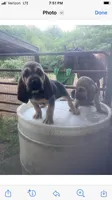 Nervana puppies, a male Bloodhound for sale in Albemarle, NC – Photo 6 of 8