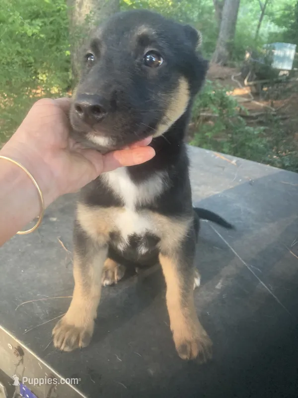 German Shepherd boy – German Shepherd Dog puppy for sale in Albemarle, NC