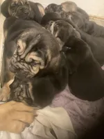 Bloodhound female, a female Bloodhound for sale in Albemarle, NC – Photo 2 of 3