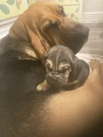 Bloodhound female, a female Bloodhound for sale in Albemarle, NC – Photo 3 of 3