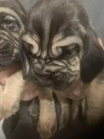 Male Bloodhounds, a male Bloodhound for sale in Albemarle, NC – Photo 4 of 10